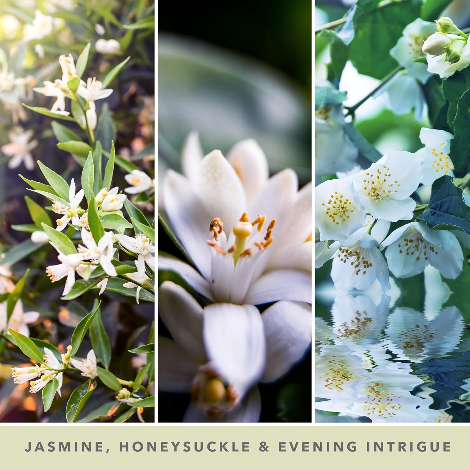 Yankee Candle Midnight Jasmine